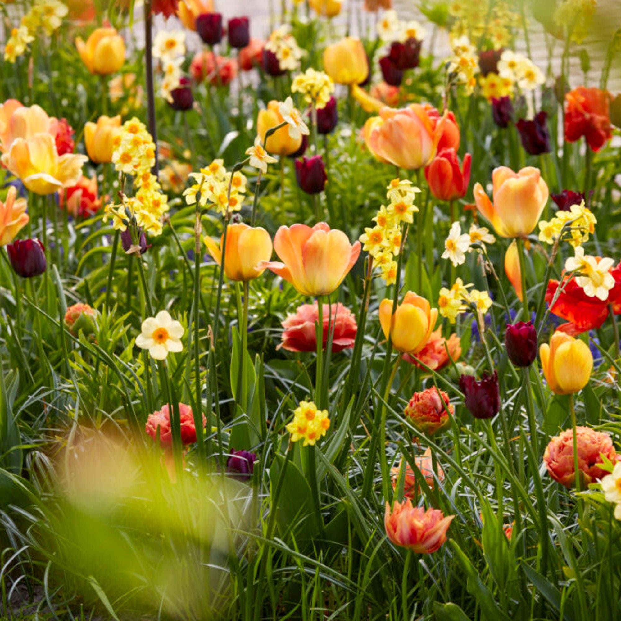 Early Dawn' - Exklusiv blandning